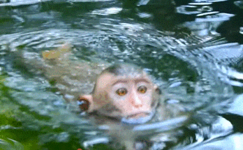 Macaque monkeys swimming joyfully in a calm, green forest pool at Angkor Wat, Cambodia.