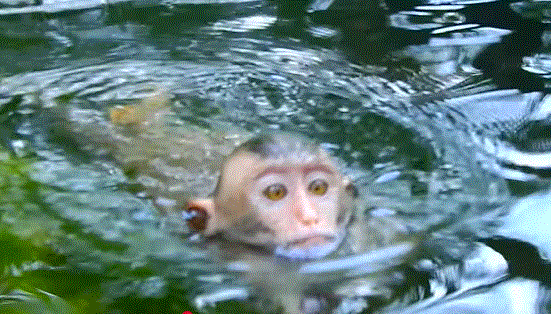Macaque monkeys swimming joyfully in a calm, green forest pool at Angkor Wat, Cambodia.