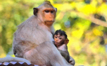Baby monkey Bean explores the Angkor Wat forest alone, small yet courageous, learning to survive against the challenges of the wild.