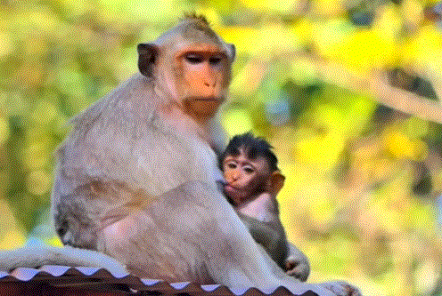 Baby monkey Bean explores the Angkor Wat forest alone, small yet courageous, learning to survive against the challenges of the wild.