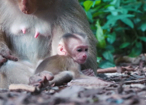 A mother monkey named Luna gently guides her baby’s first wobbly steps on the lush, mossy forest ground beneath ancient Angkor Wat trees.