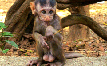 A baby macaque monkey in the Angkor Wat forest delicately eating a chunk of coconut
