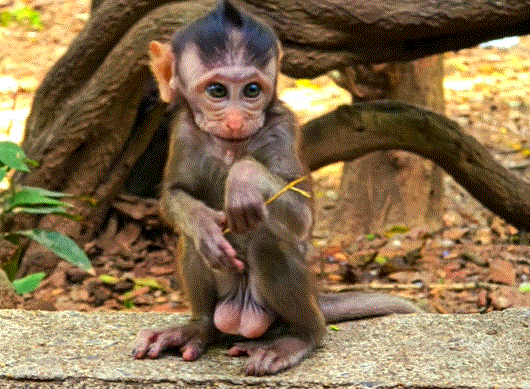 A baby macaque monkey in the Angkor Wat forest delicately eating a chunk of coconut