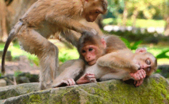 Binky gently cuddling sleepy Baila and Tinky under a tree in Angkor Wat forest at night.