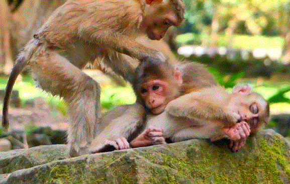 Binky gently cuddling sleepy Baila and Tinky under a tree in Angkor Wat forest at night.
