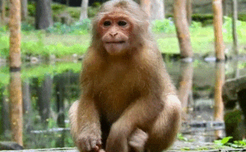 Baby macaque sitting alone on mossy temple stone under the Angkor Wat forest canopy, gazing upward with hope.