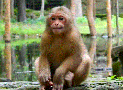 Baby macaque sitting alone on mossy temple stone under the Angkor Wat forest canopy, gazing upward with hope.