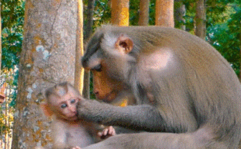 Rainbow and Libby protect baby monkey Leo in the Angkor Wat forest after a tense encounter with Jinx, while baby Lily joyfully plays nearby with Jett.