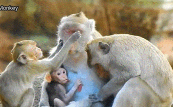 Baby monkey Janna sits heartbroken on a branch, watching her brother Jody nurse while mother Jane gently denies her beneath the ancient trees of Angkor Wat.