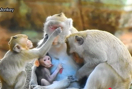 Baby monkey Janna sits heartbroken on a branch, watching her brother Jody nurse while mother Jane gently denies her beneath the ancient trees of Angkor Wat.