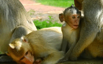 A small, abandoned monkey (Klay) trembling in the Angkor Wat forest as a rescuer gently approaches him.