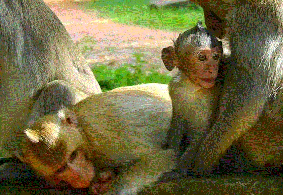 A small, abandoned monkey (Klay) trembling in the Angkor Wat forest as a rescuer gently approaches him.