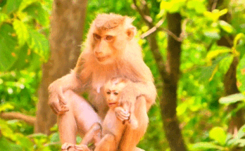 Macaque mother Lora gently cradling her tiny baby against her chest in the forest of Angkor Wat.