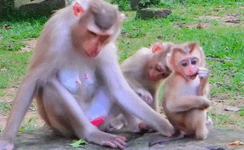 Young monkey mother sits under a tree at Angkor Wat, holding two baby monkeys close to her chest after the rain.