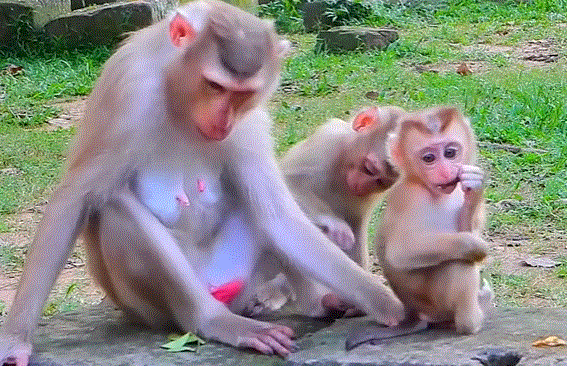 Young monkey mother sits under a tree at Angkor Wat, holding two baby monkeys close to her chest after the rain.
