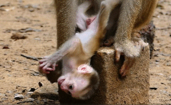 A newborn baby monkey playing joyfully with its family in the Angkor Wat forest, sunlight glowing through ancient trees.