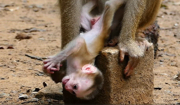 Newborn baby monkey playing joyfully with its family in the Angkor Wat forest under morning light.
