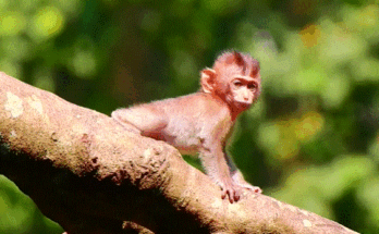 Spoiled baby monkey in Angkor Wat forest crying loudly while mother gently pulls his ear.