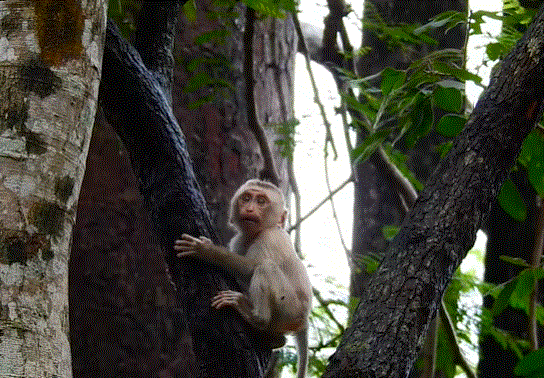 A small child standing barefoot on a moss-covered stone ledge, sunlight streaming through dense tropical jungle leaves around the ancient ruins of Angkor Wat.