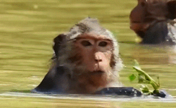 Old Jade, a weary mother monkey, shelters her crying baby in the Angkor Wat forest under the rain — a heartbreaking moment of pain and love.