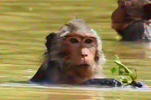Old Jade, a weary mother monkey, shelters her crying baby in the Angkor Wat forest under the rain — a heartbreaking moment of pain and love.