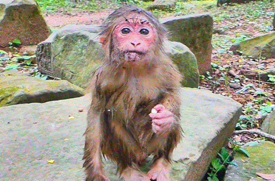 Baby monkey Baila sits alone by a temple pond at Angkor Wat, dripping wet and teary after being bitten by Flora, her once-loving guardian.