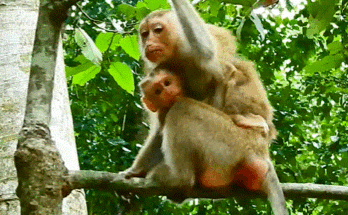 A mother monkey, Luna, gently cradles her baby Lynx in the Angkor Wat forest after a heartbreaking attack by another monkey, Rainbow.