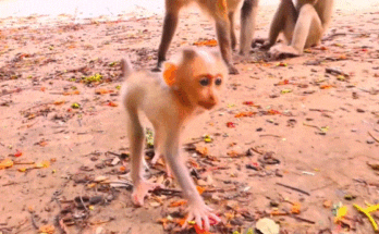 This funny little monkey tried to steal a banana… but what happened next made everyone burst into laughter!