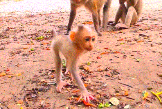 A young monkey in Angkor Wat forest playfully trying to grab a banana from a basket while laughing at his failure.
