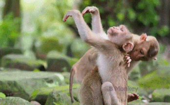 Tiny baby monkey Candy crying alone beside a tree in Angkor Wat forest, looking weak and lost.