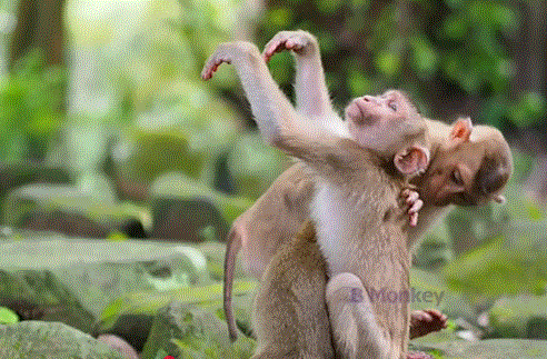 Tiny baby monkey Candy crying alone beside a tree in Angkor Wat forest, looking weak and lost.
