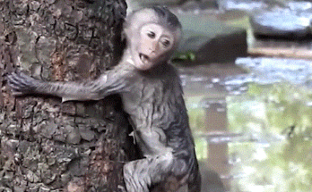 A mother monkey in the Angkor Wat forest gently holds her baby after rescuing him from the water, both drenched but safe, surrounded by silent, watching monkeys.