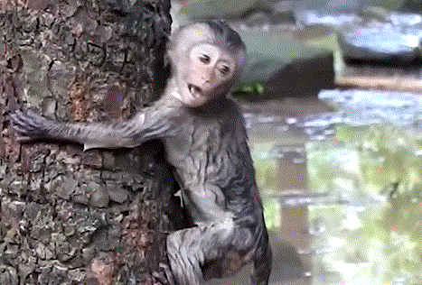 A mother monkey in the Angkor Wat forest gently holds her baby after rescuing him from the water, both drenched but safe, surrounded by silent, watching monkeys.