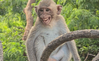 Wild monkeys sitting peacefully in the Angkor Wat forest, happily eating green leaves together in the morning sunlight.