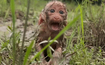 A baby monkey cries alone in the ancient forest of Angkor Wat, waiting for his mother to return.