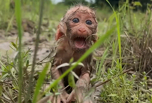 A baby monkey cries alone in the ancient forest of Angkor Wat, waiting for his mother to return.