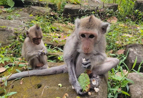 Baby Charry, a young monkey, slipping while trying to climb down a mossy log in the Angkor Wat forest, with her mother nearby watching protectively.