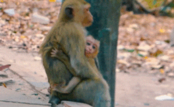 Rainbow gently sitting beside little Lily in the Angkor Wat forest while mama Libby is away — a tender moment of care and comfort.