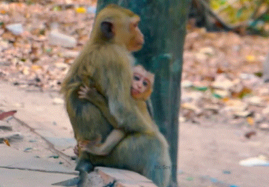 Rainbow gently sitting beside little Lily in the Angkor Wat forest while mama Libby is away — a tender moment of care and comfort.