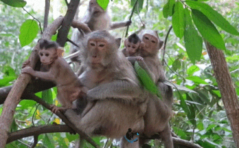 A baby monkey takes his first brave steps on a tree branch in the Angkor Wat forest, with his mother watching nearby.