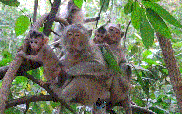 A baby monkey takes his first brave steps on a tree branch in the Angkor Wat forest, with his mother watching nearby.