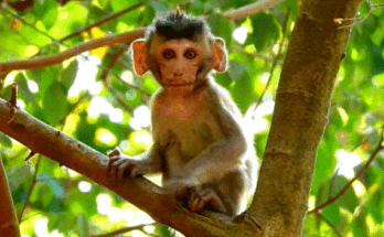 Misty forest at Angkor Wat at dawn, ancient temple stones intertwined with sprawling tree roots.