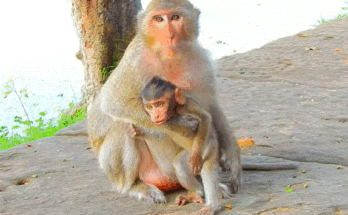 A baby macaque clings to his mother inside the Angkor Wat forest, seeking forgiveness after a small mistake
