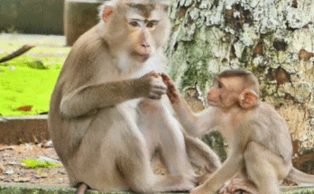Baby monkey Romeo drinking milk from mother Rosita in the Angkor Wat forest at sunrise.