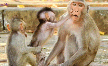 Tiny baby monkey learning to walk beside his young mother in the quiet Angkor Wat forest morning.