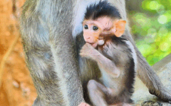 Young mother Alika cradling baby Lily in the mossy forest near Angkor Wat, softly singing to calm her.