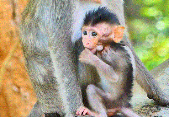 Young mother Alika cradling baby Lily in the mossy forest near Angkor Wat, softly singing to calm her.