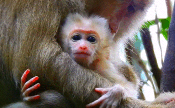 Rose kneeling under the ancient trees of Angkor Wat, softly guiding little Luno to take his first steps.