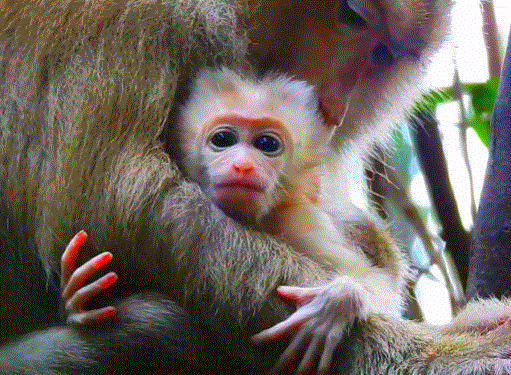 Rose kneeling under the ancient trees of Angkor Wat, softly guiding little Luno to take his first steps.