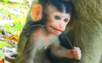 Newborn baby in torn cloth in forest clearing near Angkor Wat ruins, Cambodia